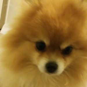 Meet your Posher, Corey